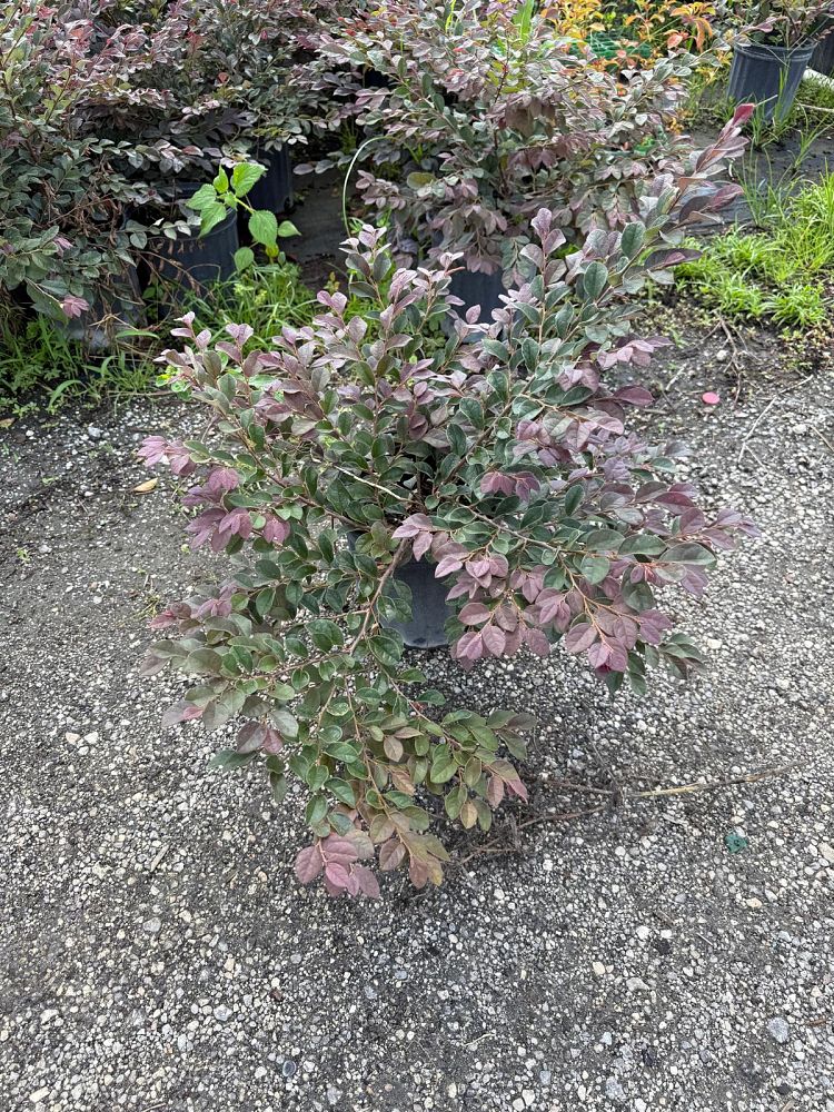 loropetalum-chinense-chinese-fringe-flower-chinese-witch-hazel