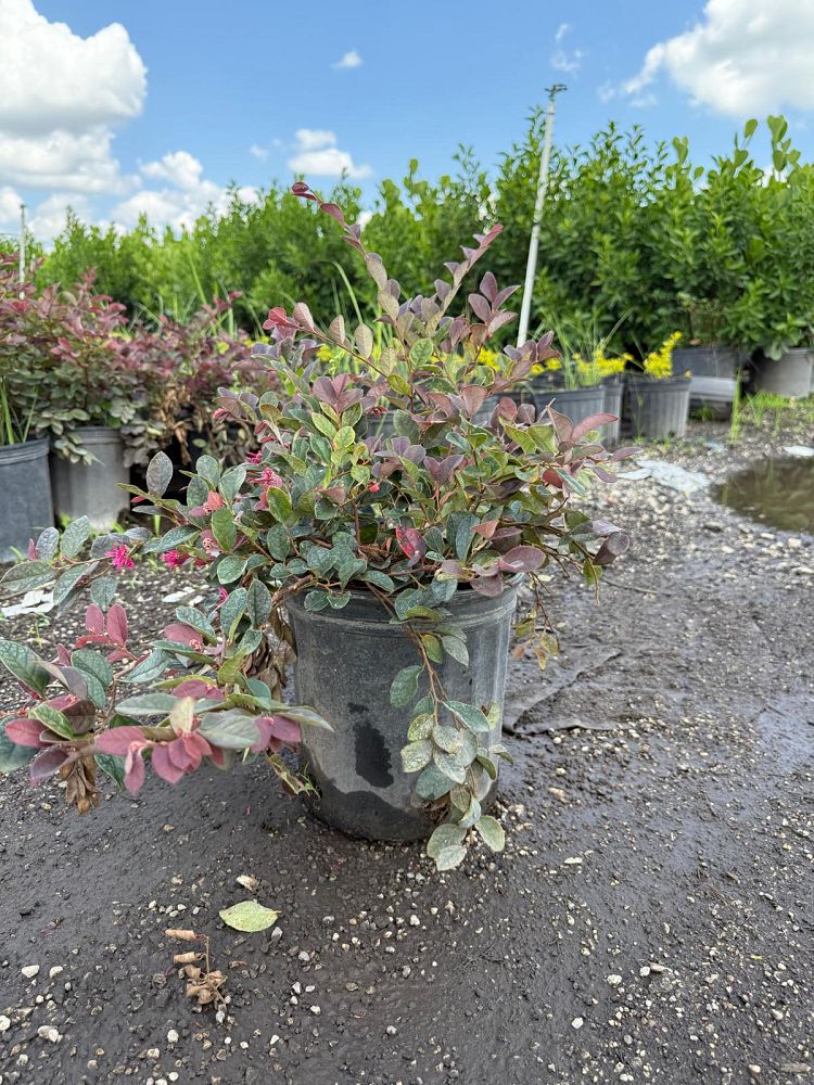 loropetalum-chinense-chinese-fringe-flower-chinese-witch-hazel
