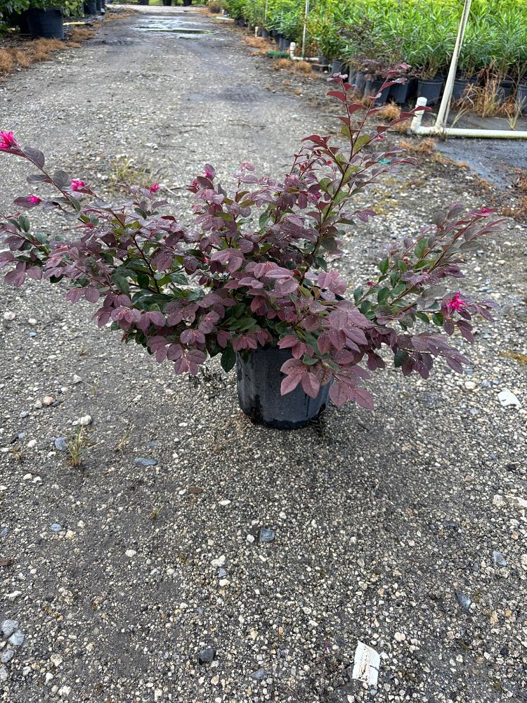 loropetalum-chinense-chinese-fringe-flower-chinese-witch-hazel