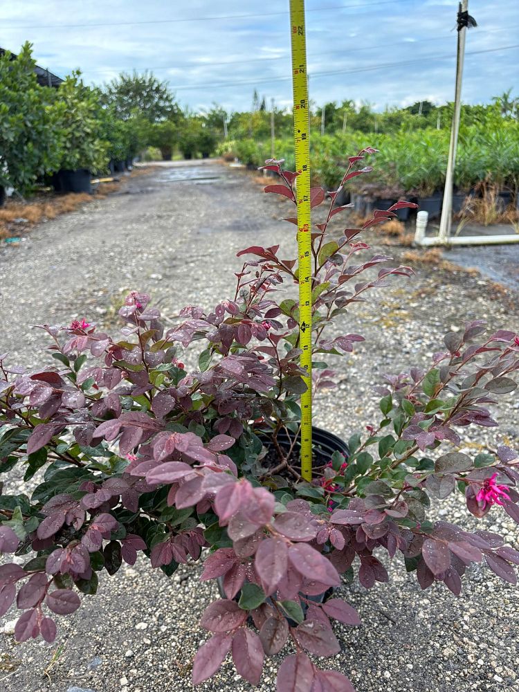 loropetalum-chinense-chinese-fringe-flower-chinese-witch-hazel