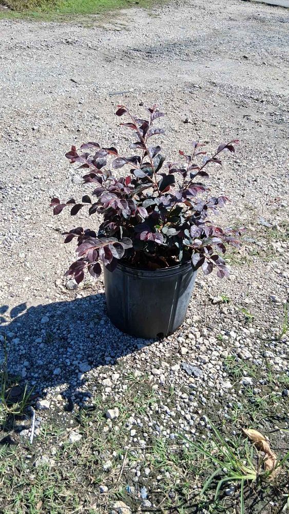 loropetalum-chinense-chinese-fringe-flower-chinese-witch-hazel