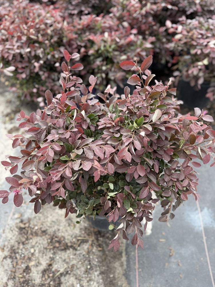 loropetalum-chinense-chinese-fringe-flower-chinese-witch-hazel