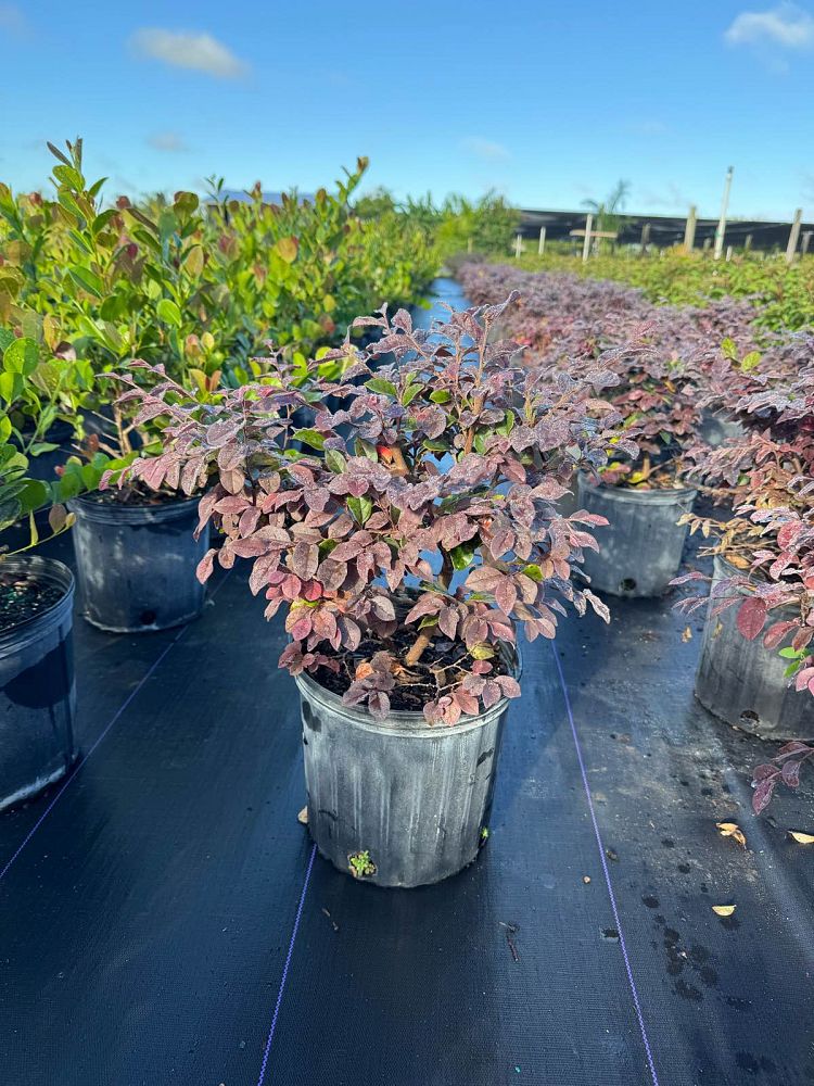 loropetalum-chinense-chinese-fringe-flower-chinese-witch-hazel