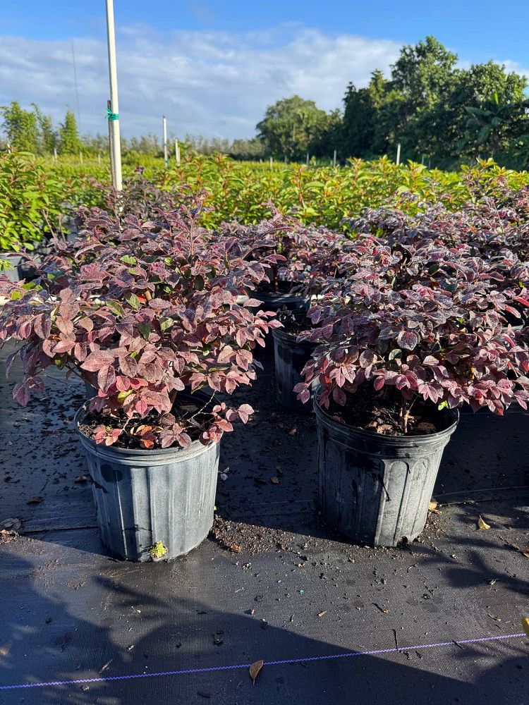 loropetalum-chinense-chinese-fringe-flower-chinese-witch-hazel