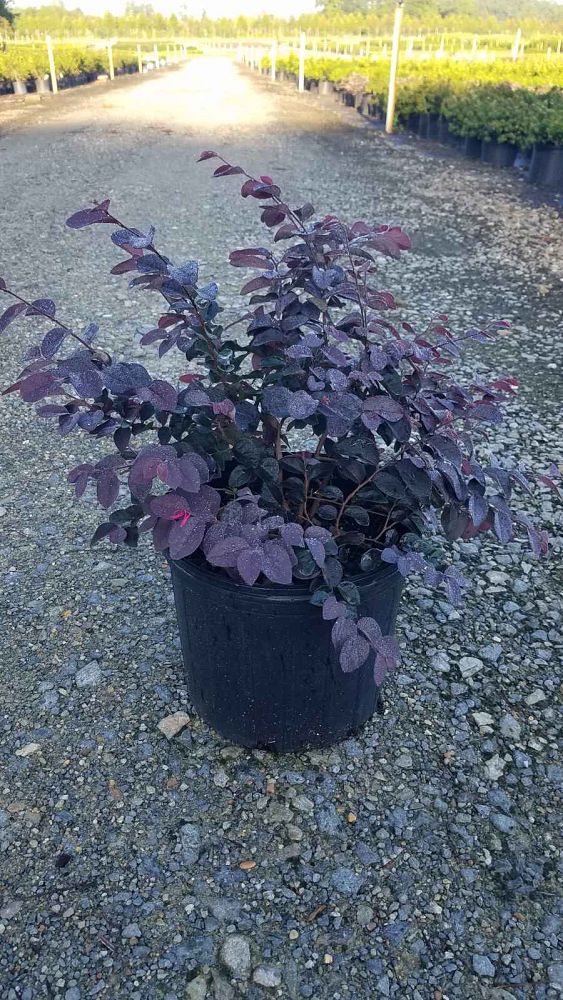 loropetalum-chinense-dark-fire-chinese-fringe-flower