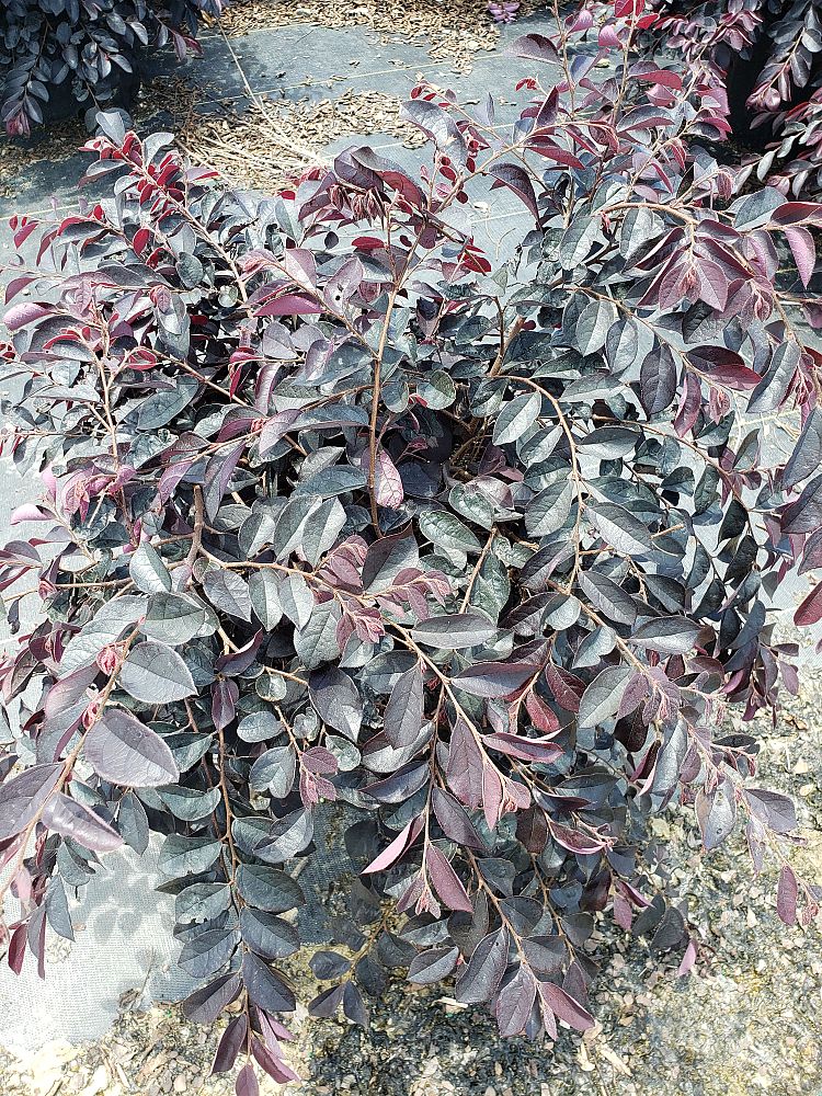 loropetalum-chinense-dark-fire-chinese-fringe-flower