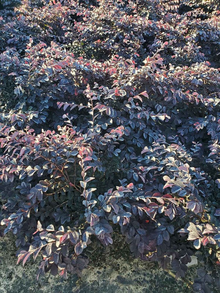 loropetalum-chinense-dark-fire-chinese-fringe-flower