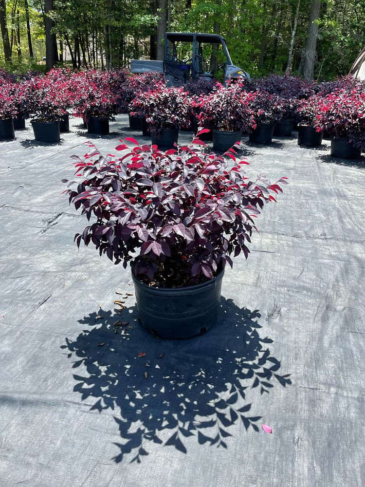 loropetalum-chinense-dark-fire-chinese-fringe-flower