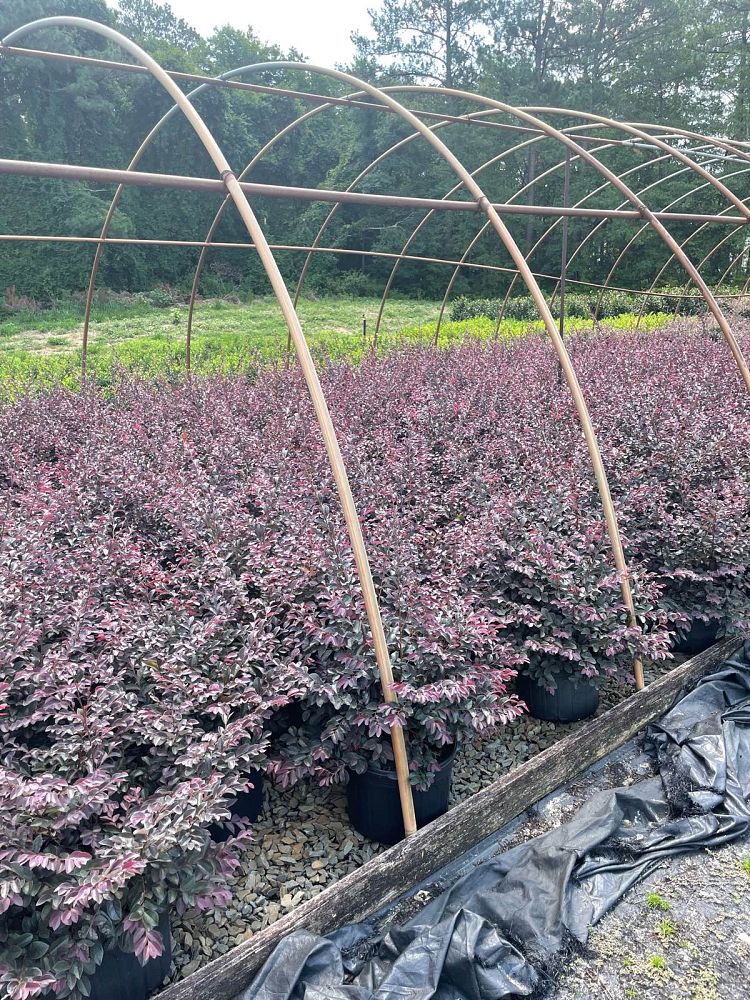 loropetalum-chinense-dark-fire-chinese-fringe-flower
