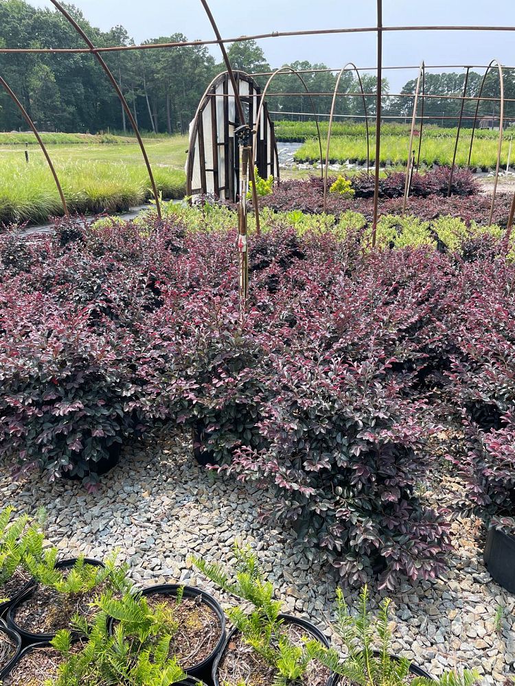 loropetalum-chinense-dark-fire-chinese-fringe-flower