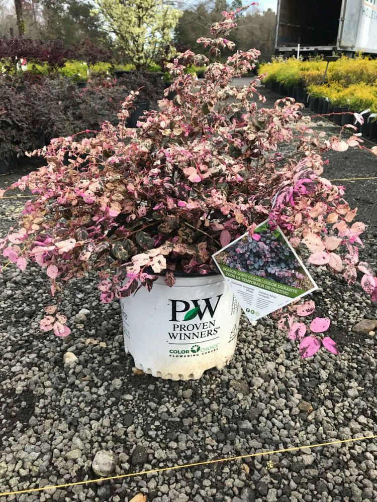loropetalum-chinense-irodori-jazz-hands-variegated-reg-chinese-fringe-flower