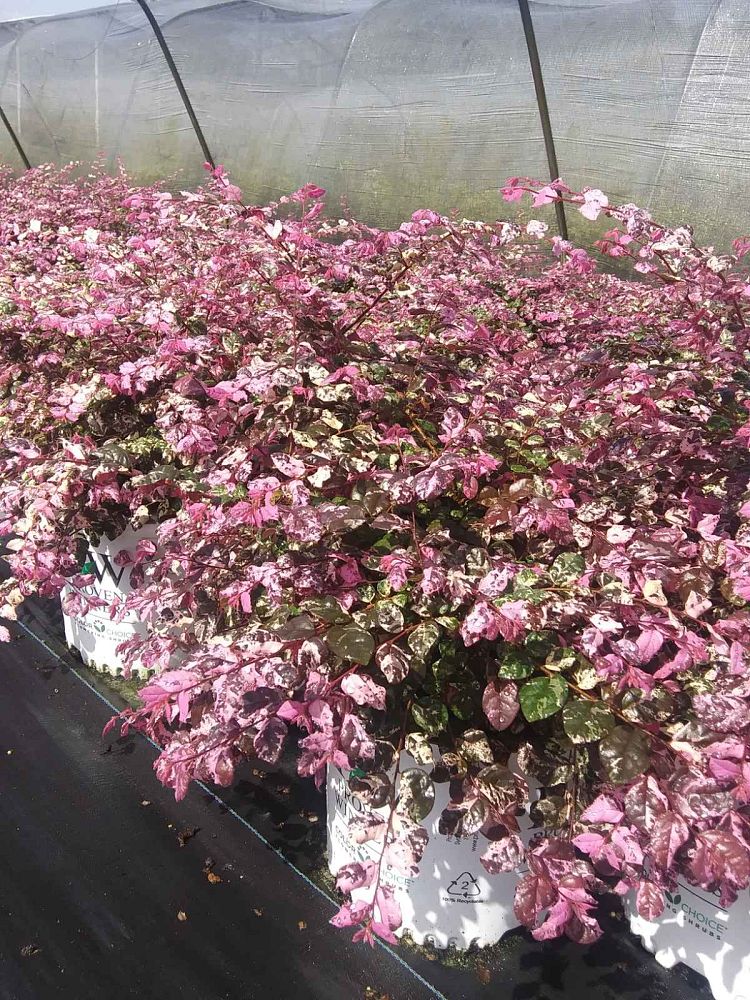 loropetalum-chinense-irodori-jazz-hands-variegated-reg-chinese-fringe-flower