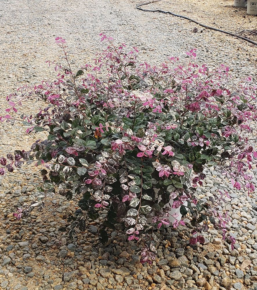 loropetalum-chinense-irodori-jazz-hands-variegated-reg-chinese-fringe-flower