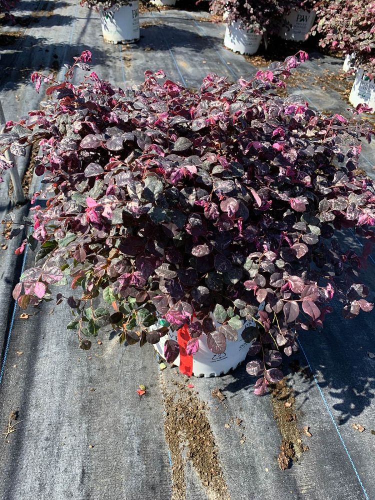 loropetalum-chinense-irodori-jazz-hands-variegated-reg-chinese-fringe-flower