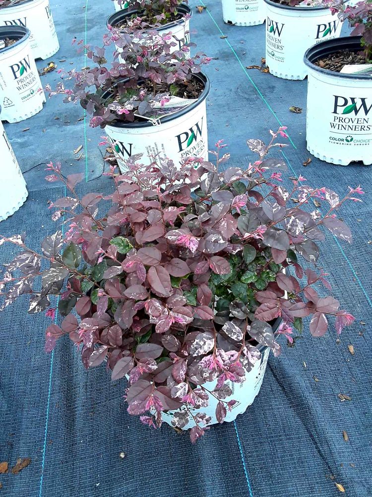 loropetalum-chinense-irodori-jazz-hands-variegated-reg-chinese-fringe-flower