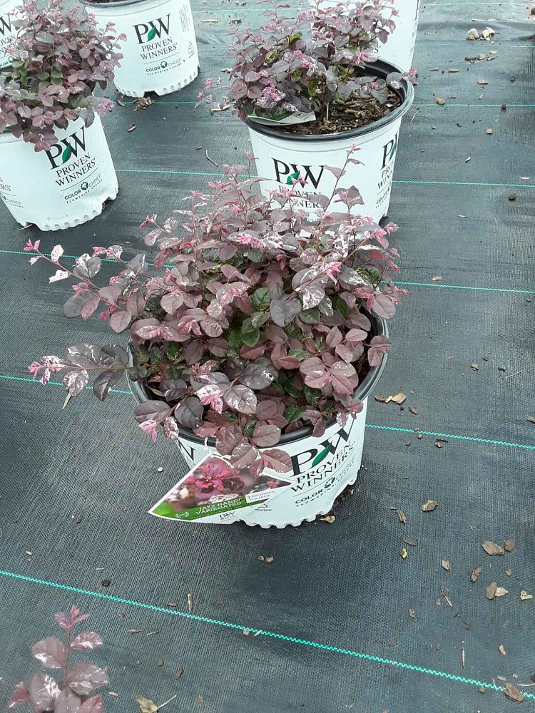 loropetalum-chinense-irodori-jazz-hands-variegated-reg-chinese-fringe-flower