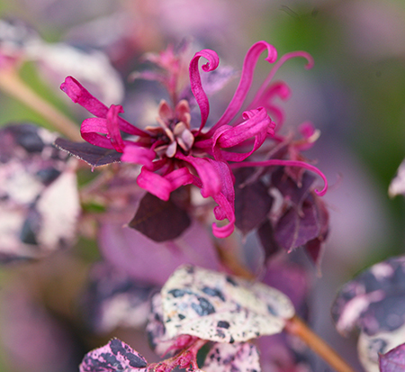 loropetalum-chinense-irodori-jazz-hands-variegated-reg-chinese-fringe-flower