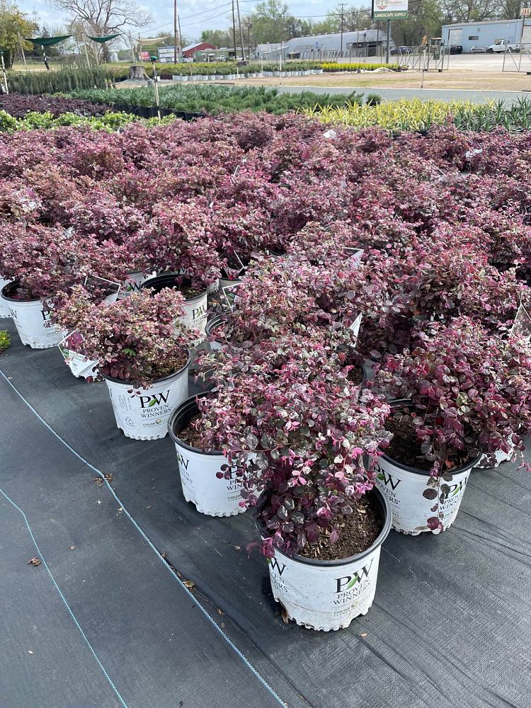 loropetalum-chinense-irodori-jazz-hands-variegated-reg-chinese-fringe-flower