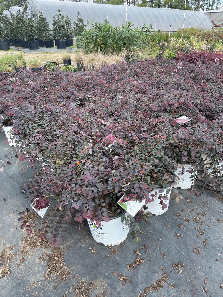 loropetalum-chinense-kurenai-jazz-hands-reg-dwarf-pink-chinese-fringe-flower