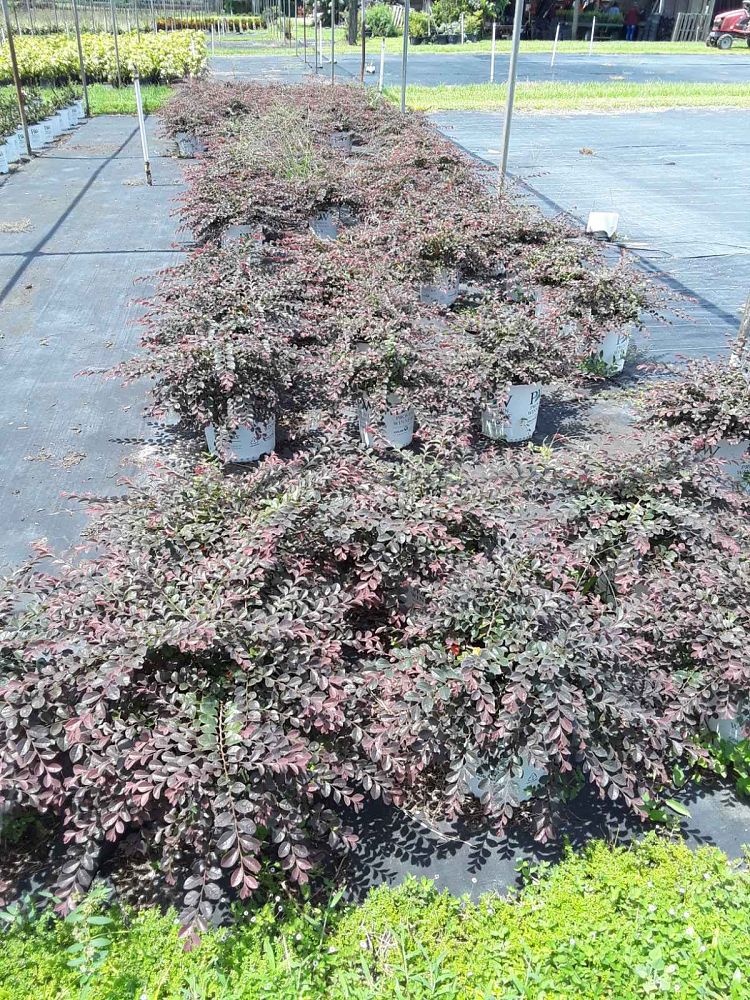 loropetalum-chinense-kurenai-jazz-hands-reg-dwarf-pink-chinese-fringe-flower