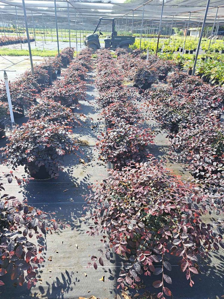 loropetalum-chinense-kurenai-jazz-hands-reg-dwarf-pink-chinese-fringe-flower