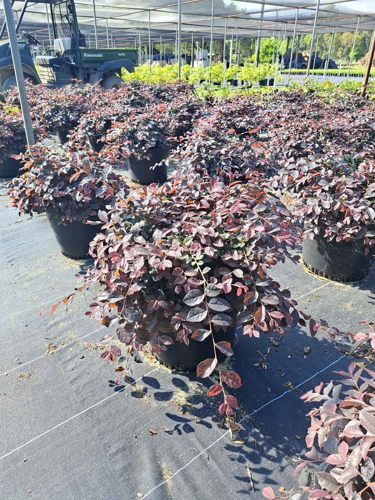 loropetalum-chinense-kurenai-jazz-hands-reg-dwarf-pink-chinese-fringe-flower