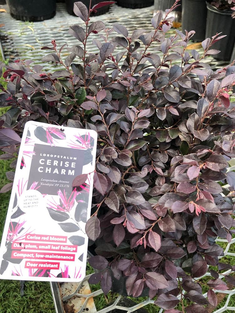 loropetalum-chinense-kurobijin-cerise-charm-loropetalum