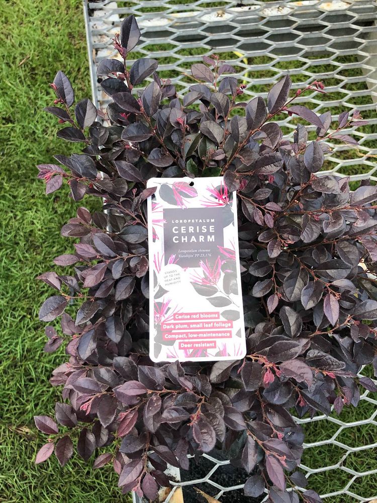 loropetalum-chinense-kurobijin-cerise-charm-loropetalum