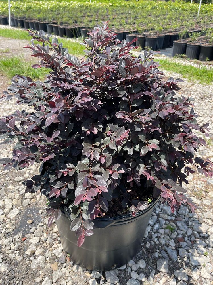 loropetalum-chinense-kurobijin-cerise-charm-loropetalum