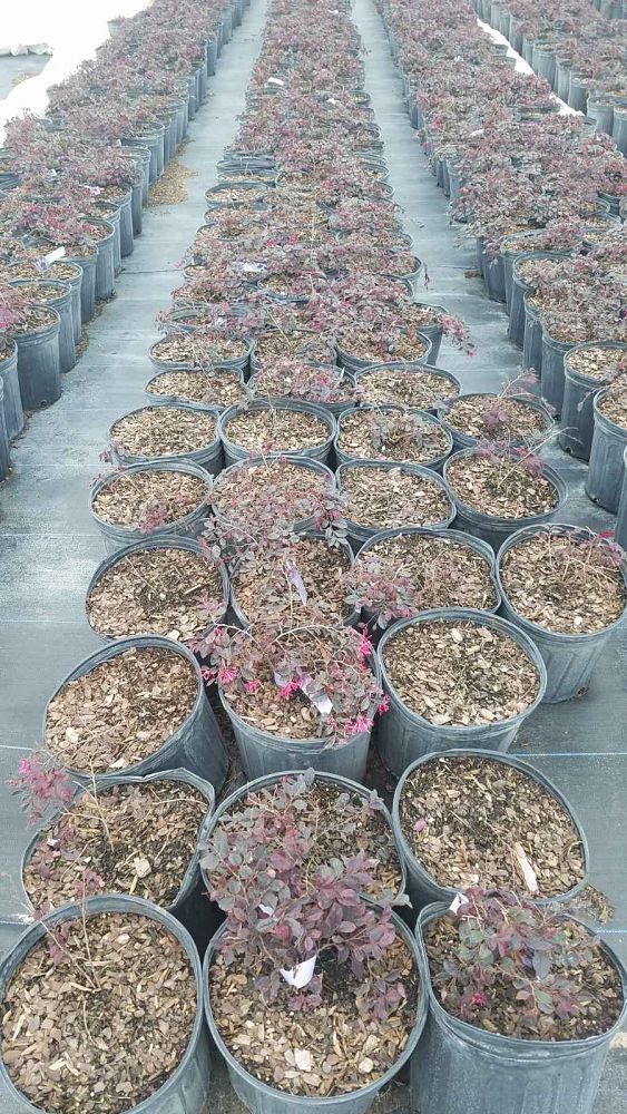 loropetalum-chinense-kurobijin-cerise-charm-loropetalum