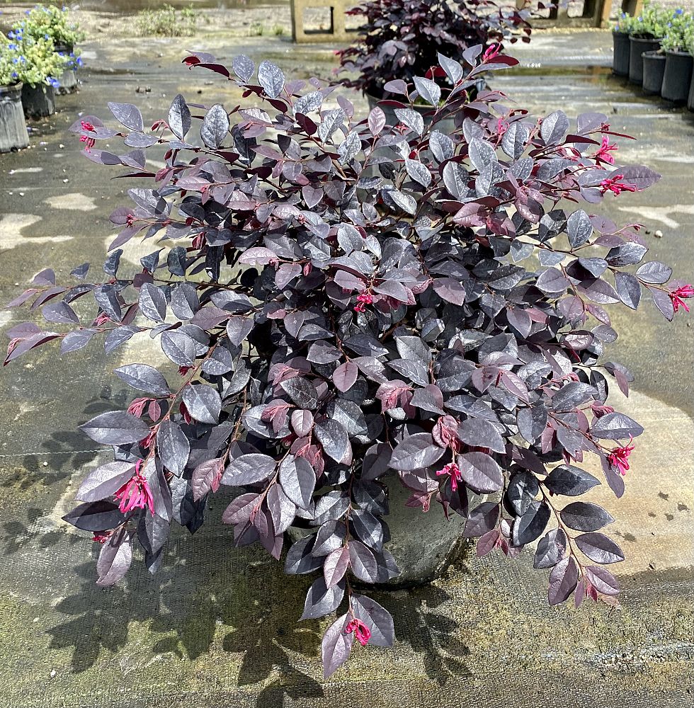loropetalum-chinense-kurobijin-cerise-charm-loropetalum