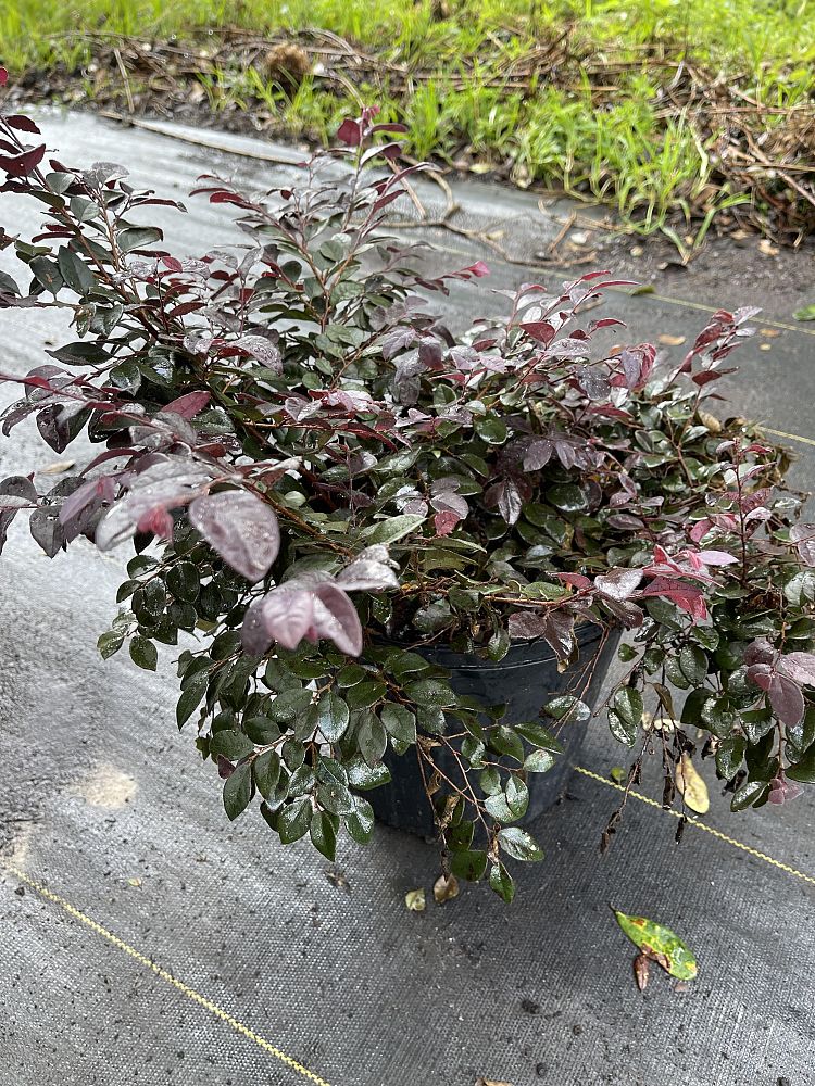 loropetalum-chinense-kurobijin-cerise-charm-loropetalum