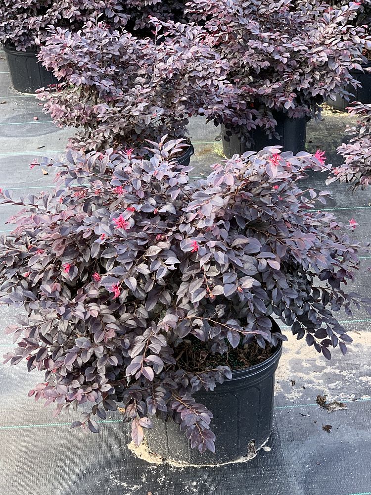loropetalum-chinense-kurobijin-cerise-charm-loropetalum