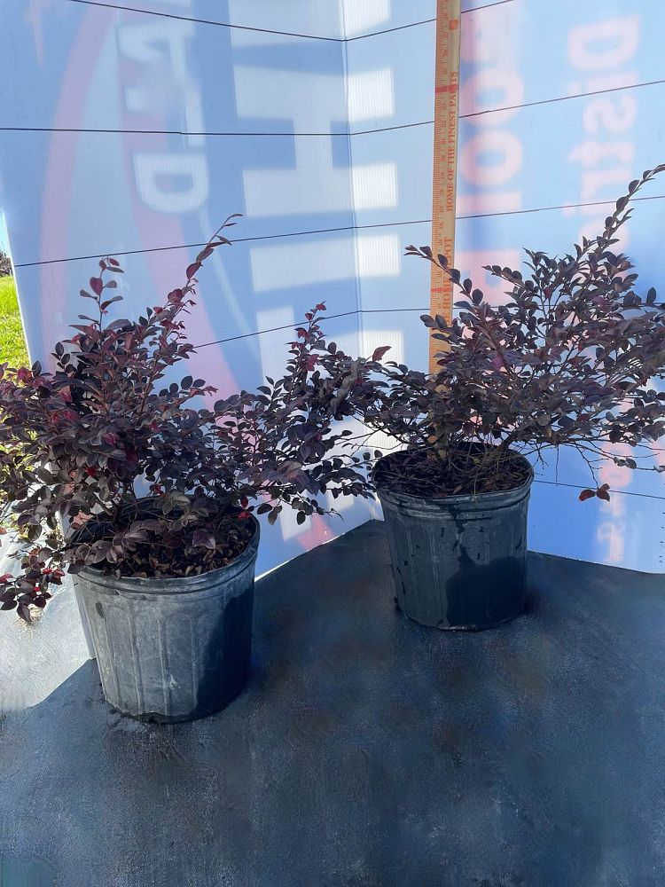 loropetalum-chinense-kurobijin-cerise-charm-loropetalum