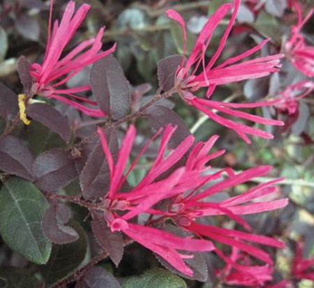loropetalum-chinense-kurobijin-cerise-charm-loropetalum