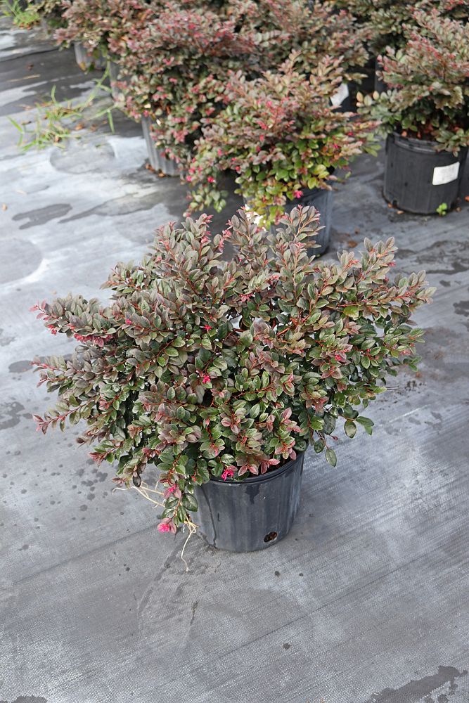 loropetalum-chinense-kurobijin-cerise-charm-loropetalum