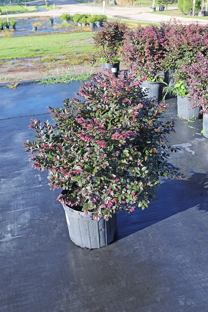 loropetalum-chinense-kurobijin-cerise-charm-loropetalum