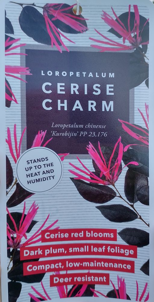 loropetalum-chinense-kurobijin-cerise-charm-loropetalum
