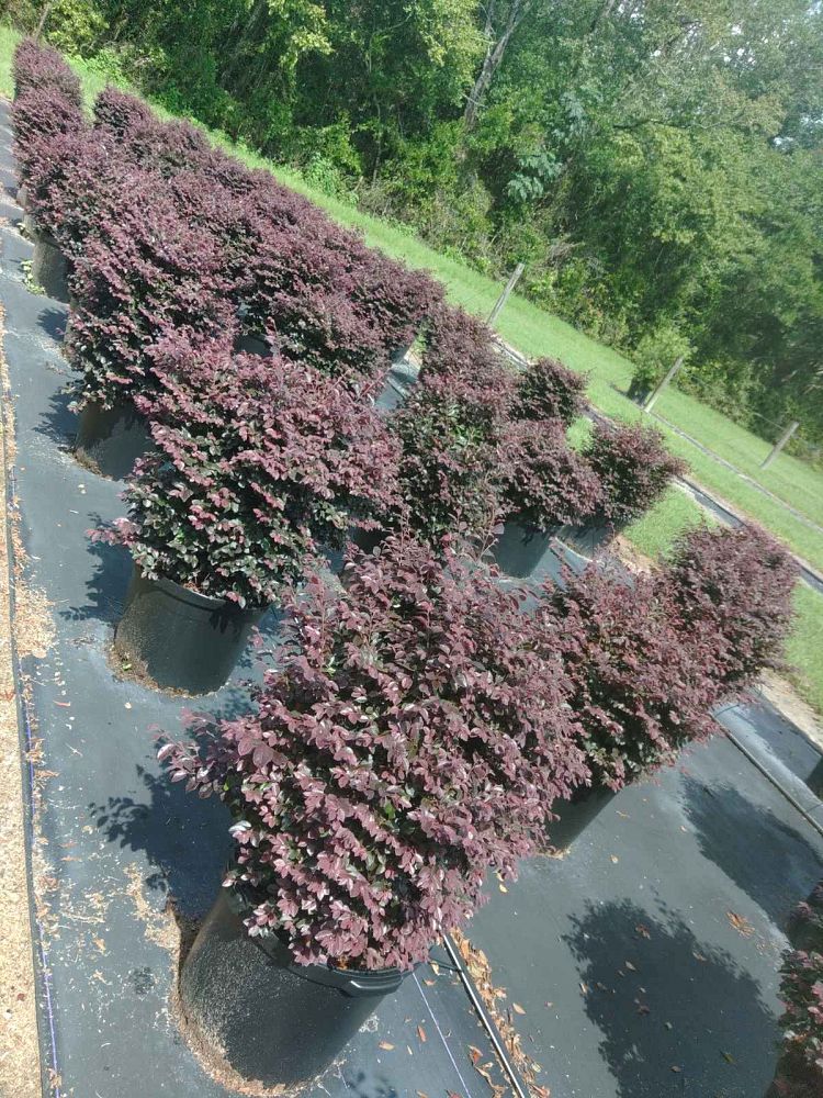 loropetalum-chinense-kurobijin-cerise-charm-loropetalum