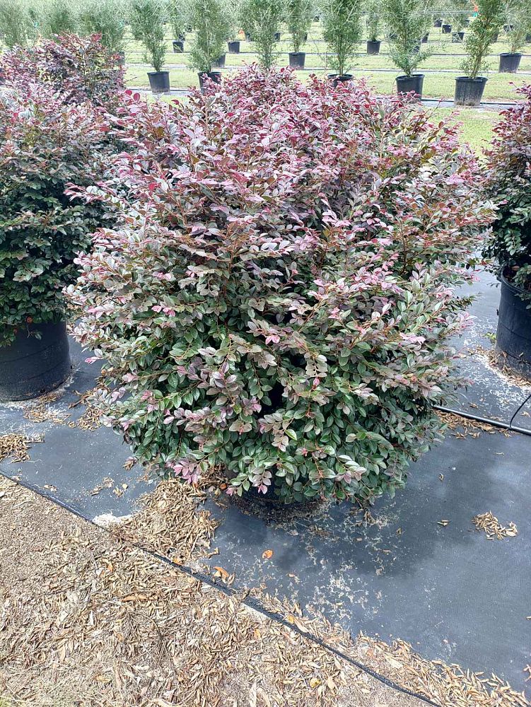 loropetalum-chinense-kurobijin-cerise-charm-loropetalum