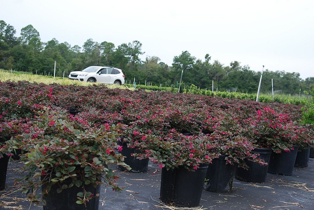 loropetalum-chinense-kurobijin-cerise-charm-loropetalum