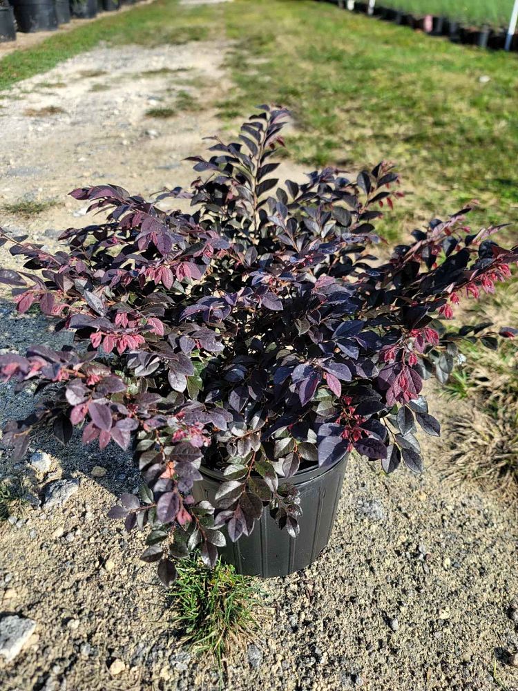 loropetalum-chinense-kurobijin-cerise-charm-loropetalum