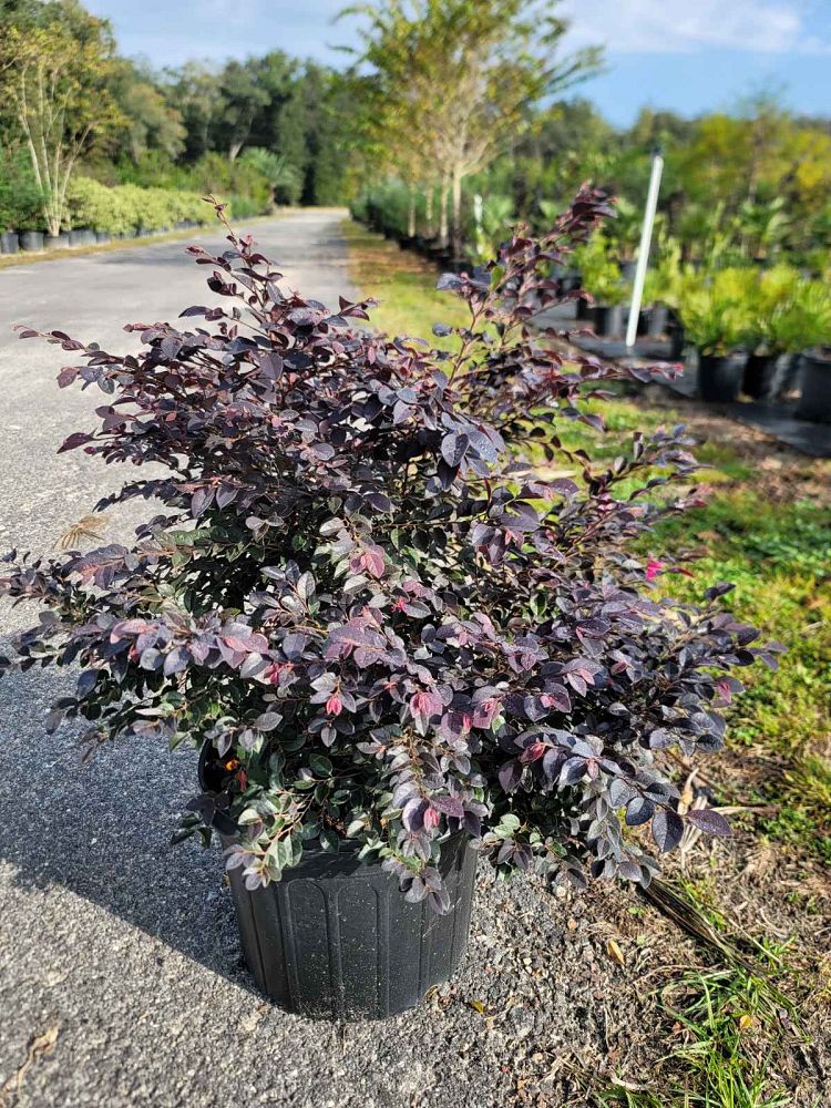 loropetalum-chinense-kurobijin-cerise-charm-loropetalum