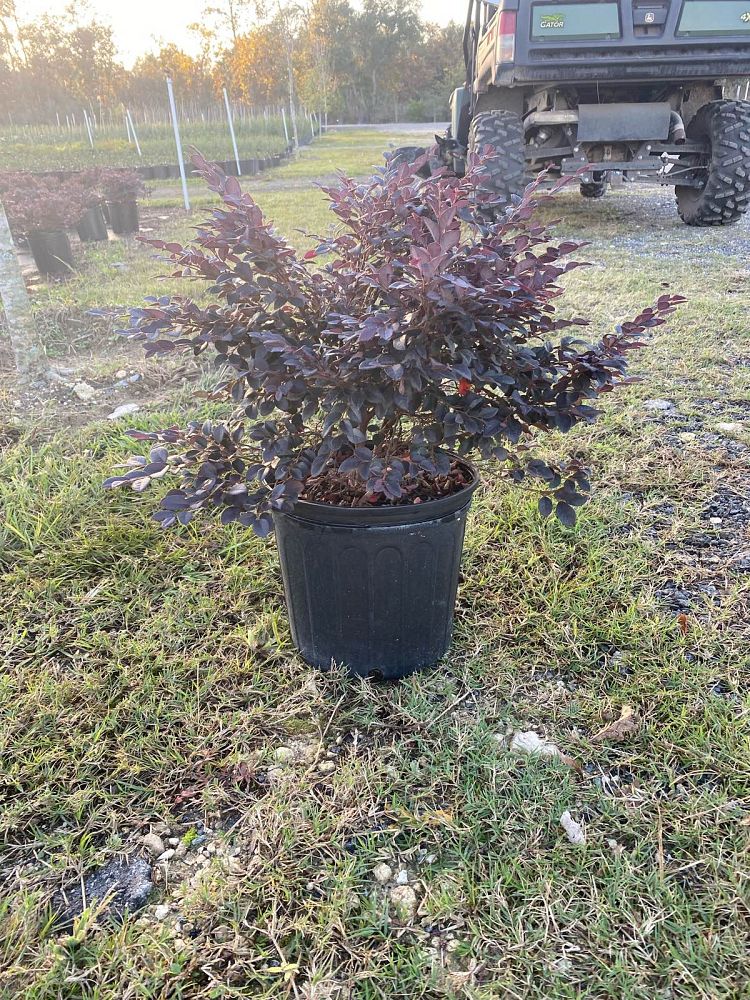 loropetalum-chinense-kurobijin-cerise-charm-loropetalum