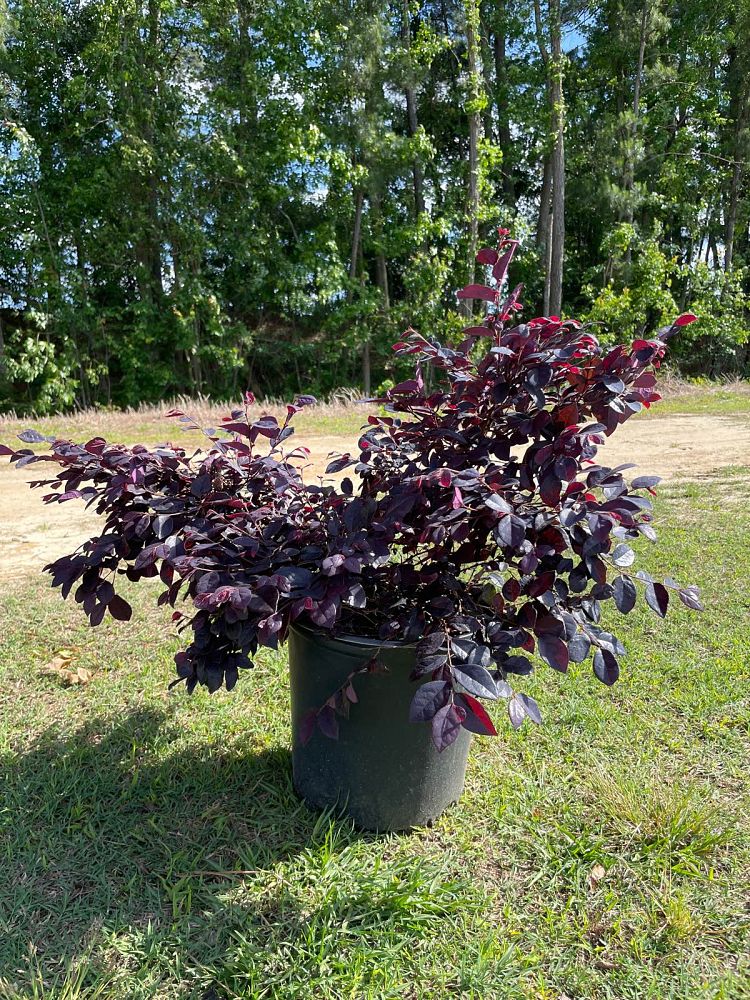 loropetalum-chinense-kurobijin-cerise-charm-loropetalum