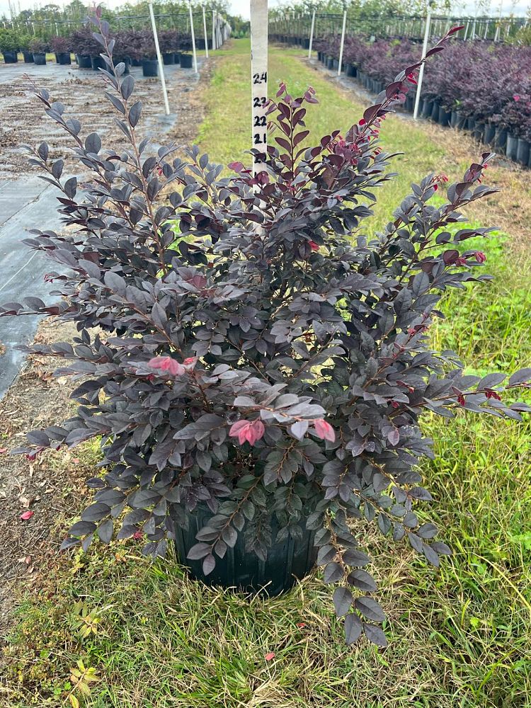 loropetalum-chinense-kurobijin-cerise-charm-loropetalum