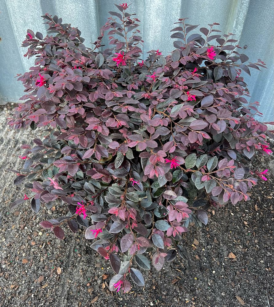 loropetalum-chinense-kurobijin-cerise-charm-loropetalum