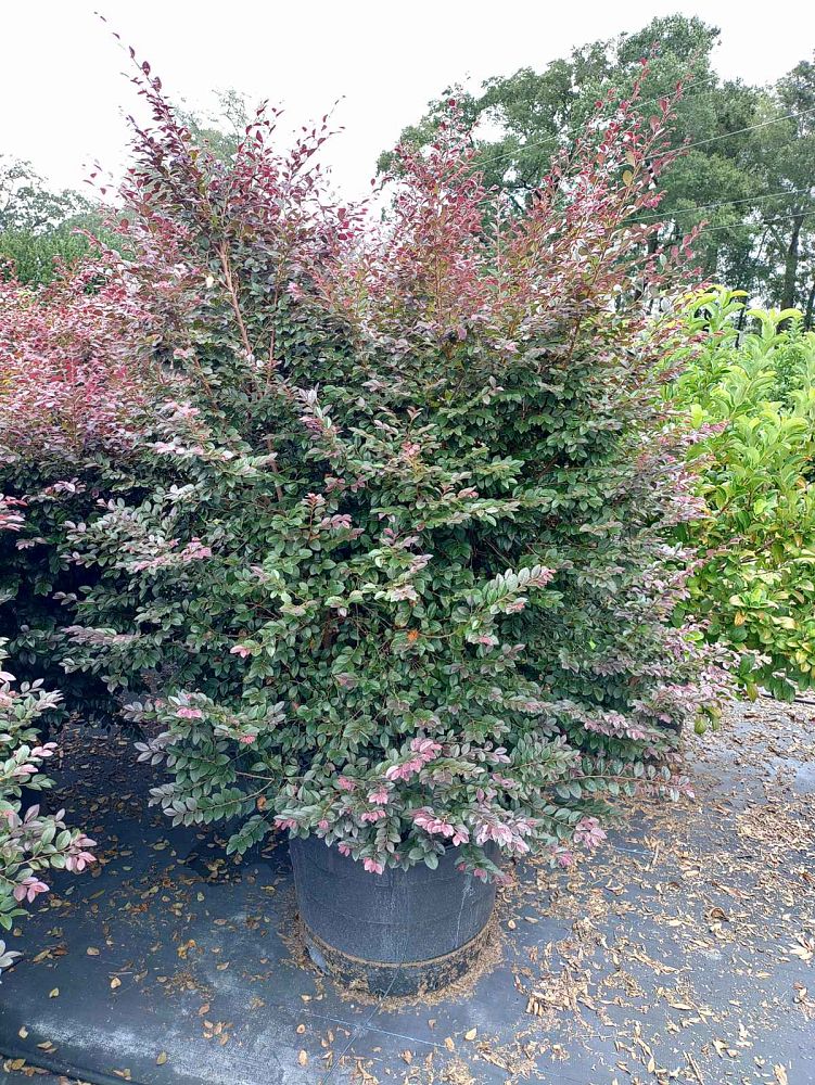 loropetalum-chinense-kurobijin-cerise-charm-loropetalum