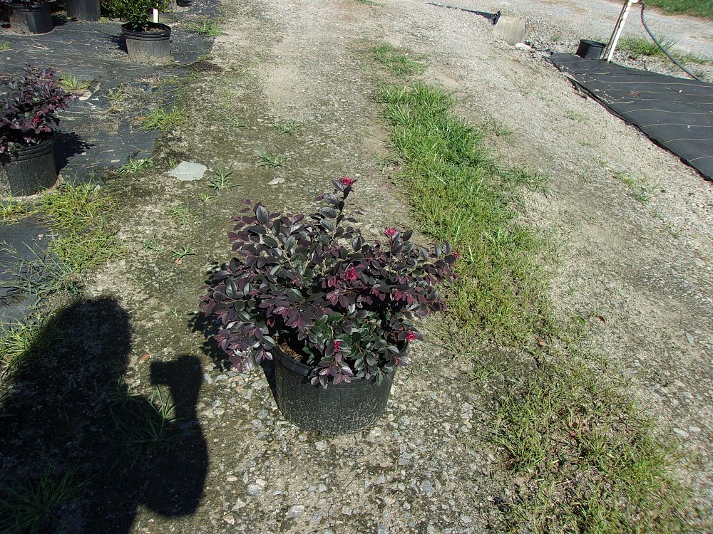 loropetalum-chinense-kurobijin-cerise-charm-loropetalum