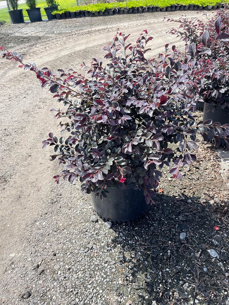 loropetalum-chinense-kurobijin-cerise-charm-loropetalum